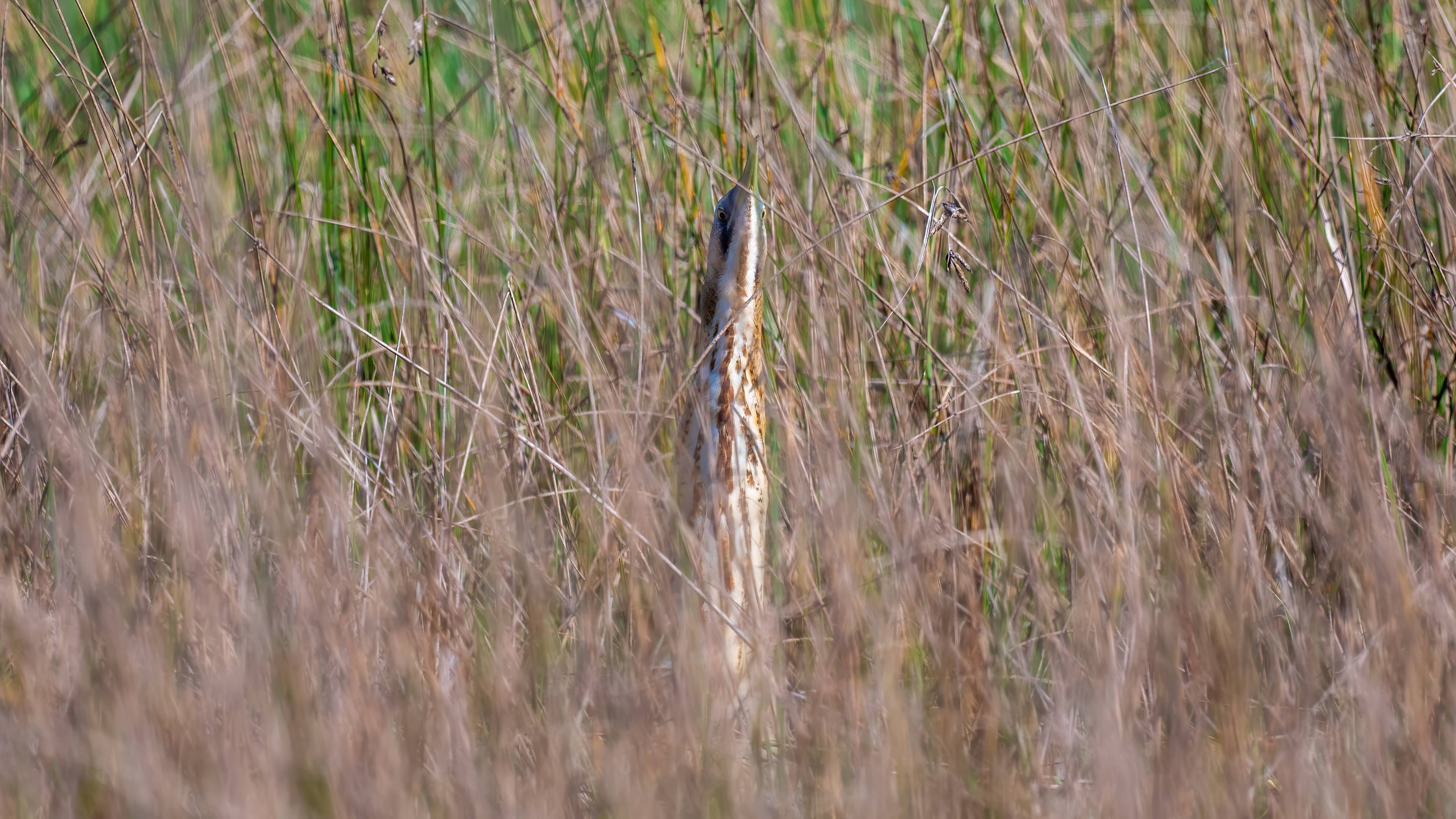 Great Bittern